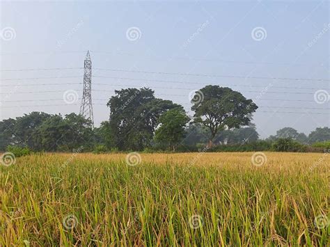 Paddy Farming of India.Ready Paddy Crop. Most Popular Grain of India Stock Image - Image of ...