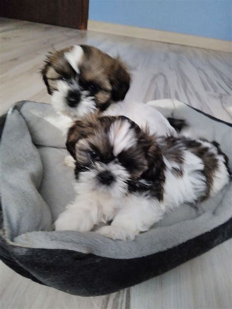 Shih TZU Suczki I Pieski Do Odbioru Gratka Pl Oferta Archiwalna