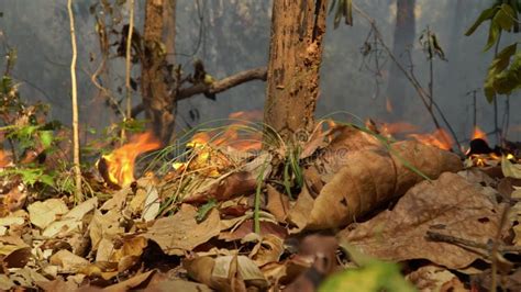 Wildfires In Tropical Forest Release Carbon Dioxide Co Emissions