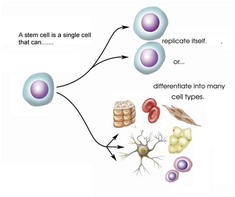 Aging And Stem Cells Hira Laboratories