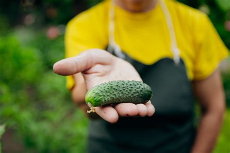 Essential Tips On How To Grow Cucumbers From Seeds