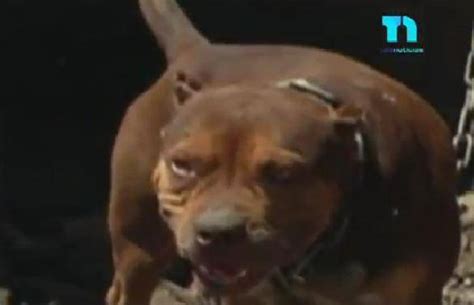 Otro Perro Pitbull Mata A Mordidas Ni O De Tres A Os