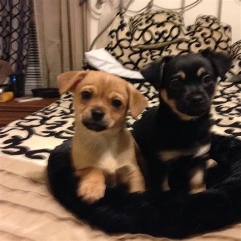 Chug puppies, adorable! Chiwawa Puppies, Chug Puppies, Chug Dog, Setter ...