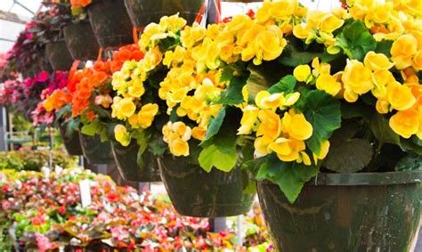 Tipos De Begonias Cultivo De Begonias Cuidados Plantas