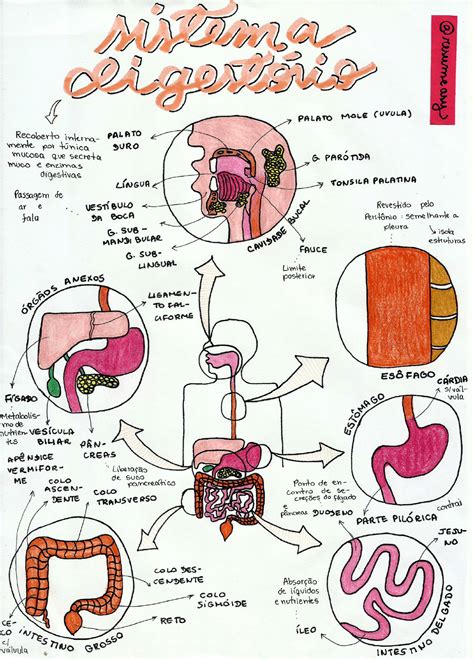 Mapa Mental Sistema Digestivo Mapa Cuci