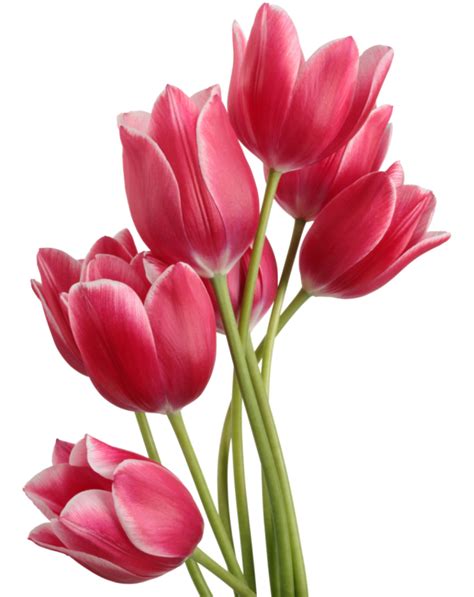 Tulips Png Image