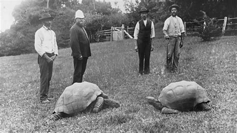 Tartaruga mais velha da história completa 190 anos