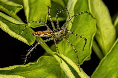 Premium Photo Small Male Lynx Spider