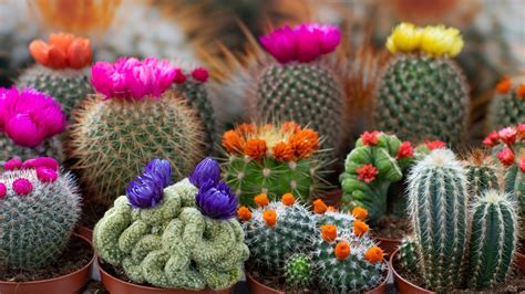 Types Of Blooming Cactus