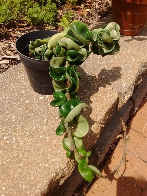 Identification of succulent in the Plant ID forum - Garden.org