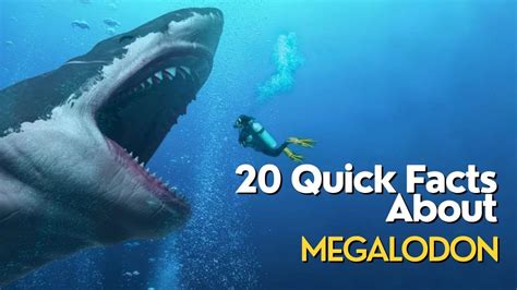 Unveiling The Mysteries Of Megalodon 20 Mind Blowing Facts You Need To Know Youtube