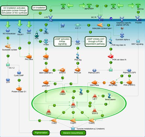 Development - Melanocyte development and pigmentation Pathway Map ...