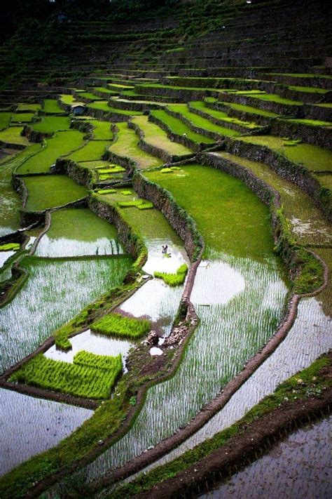 Рисовые поля в Японии | Philippines travel, Philippines, Scenery