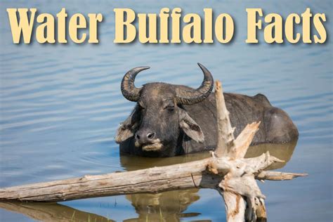 Water Buffalo Facts Discover An Important Asian Domestic Animal