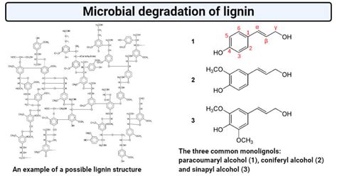 Microbial degradation of lignin (Enzymes, Steps, Mechanisms)