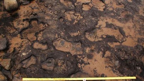 Rare Ancient Human Footprints Found On Gower Peninsula Wales Are 7000