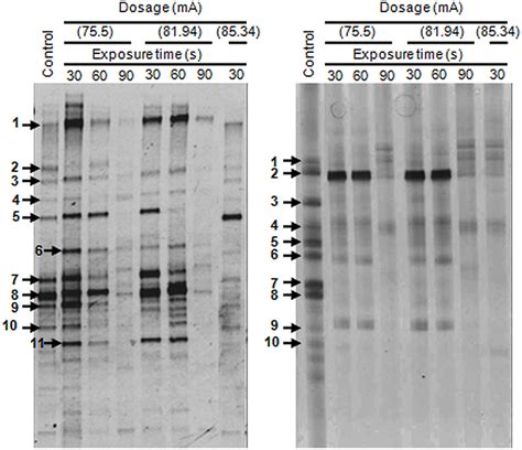 Denaturing Gradient Gel Electrophoresis Dgge Profiles Of 16s Rdna Download Scientific