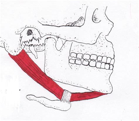 Digastric © Copyright American Academy Of Manual Medicine