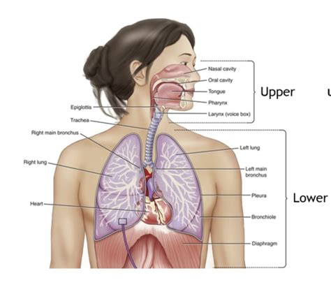 W3 Respiratory Tract Infections Viral Infections Flashcards Quizlet