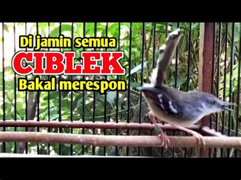 Ampuh Suara Ciblek Satu Ini Paling Sering Digunakan Untuk Pancingan