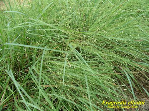 Eragrostis Elliottii Photos Isb Atlas Of Florida Plants Isb Atlas Of Florida Plants