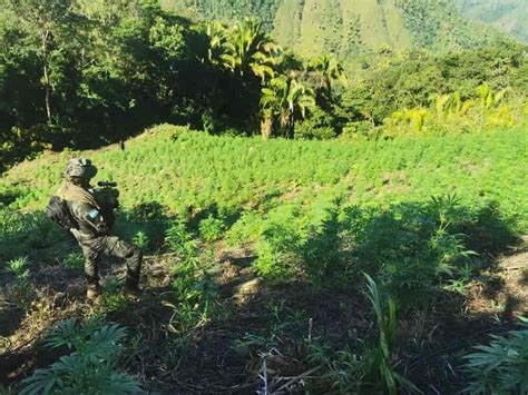 Fuerzas Armadas De Honduras Aseguran Plantaci N De Marihuana En La