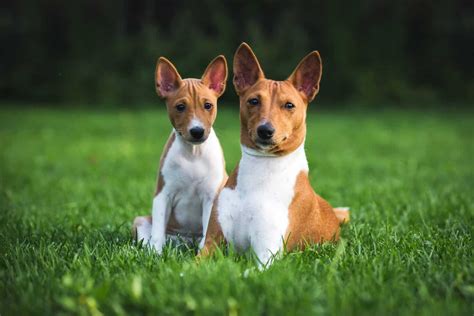 10 Best Basenji Dog Breeders in the USA: Basenji's for Sale - Juniper Pets