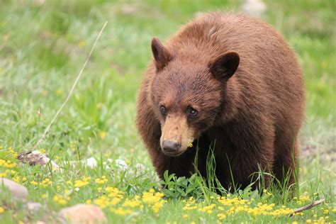 Grizzly Bears in Yellowstone National Park 2024 - Rove.me