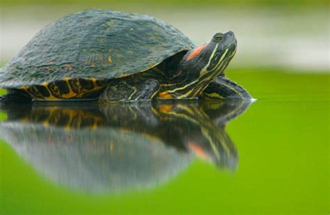 Lifespan Of Red Eared Slider A Comprehensive Insight Turtle Health Hub