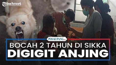 Bocah Tahun Di Lewomada Sikka Digigit Anjing Dirujuk Ke Rsud Tc