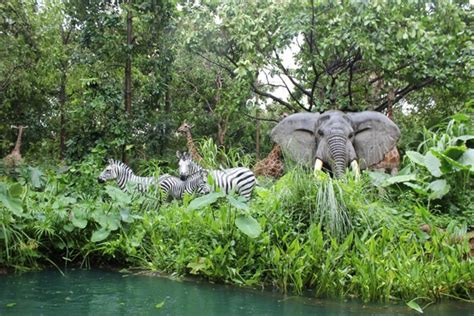 Jungle Animals Zebra Photos In  Format Free And Easy Download