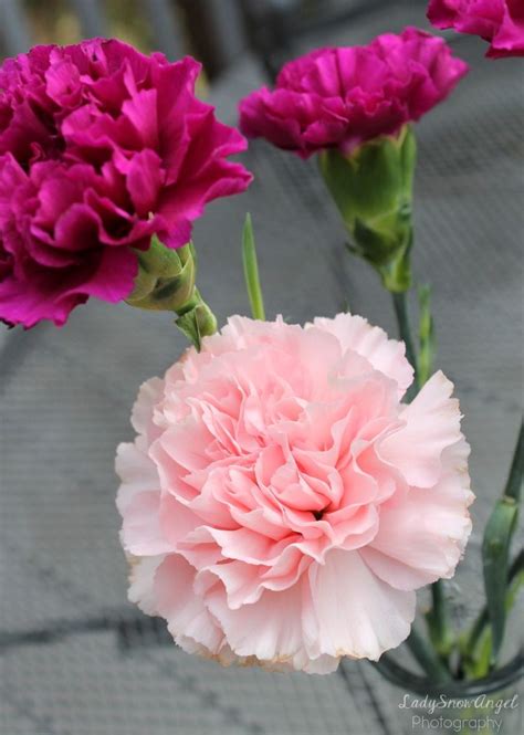 Light Pink Carnation Carnation Plants Carnation Flower Beautiful