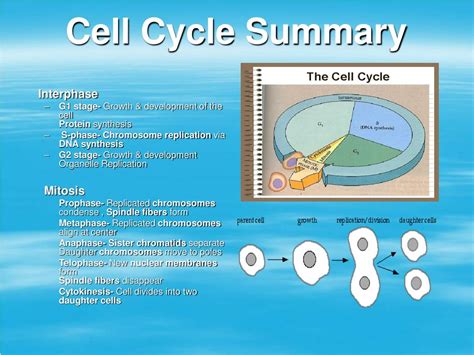 Ppt The Cell Cycle Powerpoint Presentation Free Download Id555495