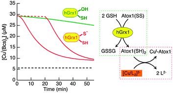 Redox Sulfur Chemistry Of The Copper Chaperone Atox Is Regulated By