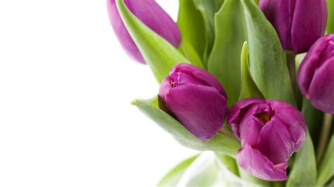 Purple Tulips Wallpapers Wallpaper Cave