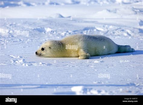 Harp Seal Or Saddleback Seal Pagophilus Groenlandicus Phoca Groenlandica Pup On Pack Ice