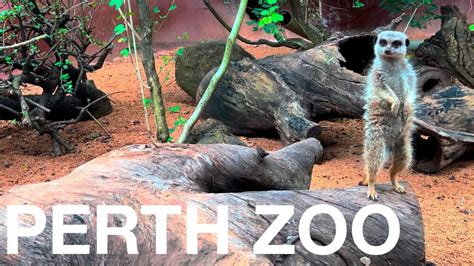 Perth Zoo Youtube