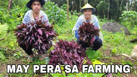 May Pera Sa Farming Pangunguha Ng Mga Talbos Pambenta Sa Bayan Youtube