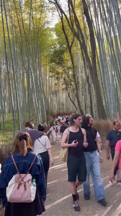 Arashiyama Bamboo Forest Tempat Yang Sangat Terkenal Di Kyoto Kapan