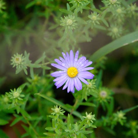 MN Native Aromatic Aster Plants | Natural Shore Technologies