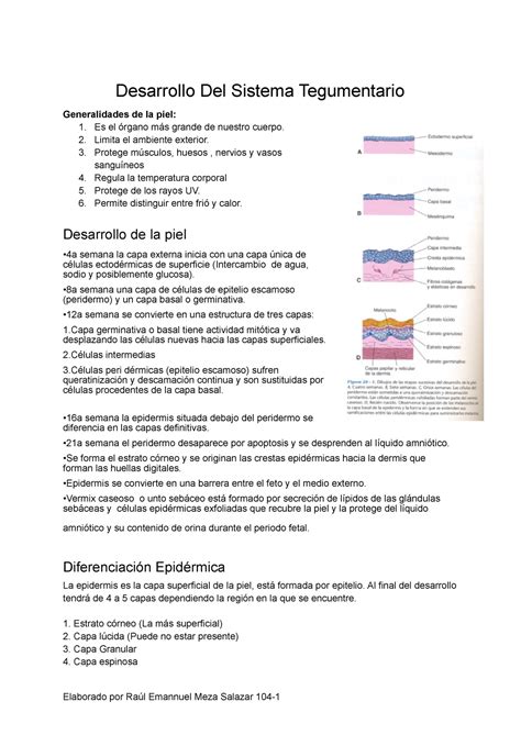 Desarrollo Del Sistema Tegumentario Desarrollo Del Sistema