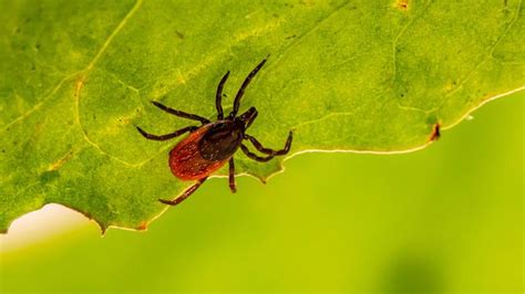 Promising Antibiotic Breakthrough Unveiled For Lyme Disease Technology Networks