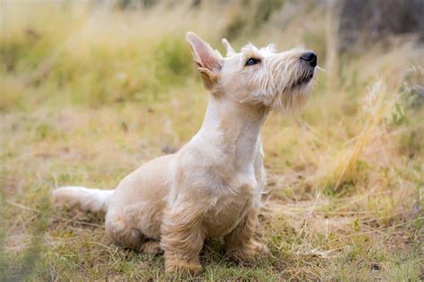 12 Most Popular Terrier Dog Breeds