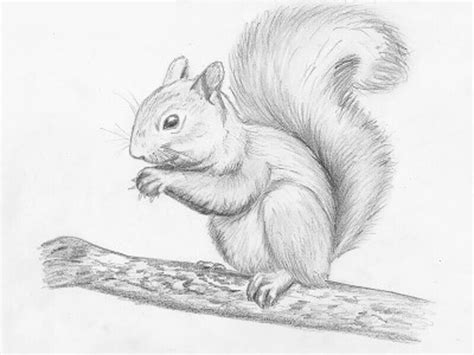 How to draw a squirrel with a pencil step-by-step drawing tutorial