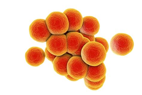 Staphylococcus Aureus - The Definitive Guide | Biology Dictionary