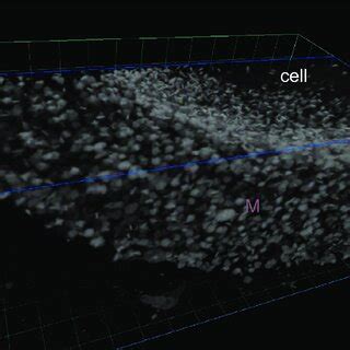 Fib Sem Nanotomography Reconstruction From P B D Reconstruction Of