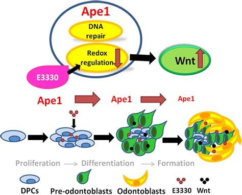 Schematic Illustration Of The Function Of Dpcs In Response To Treatment