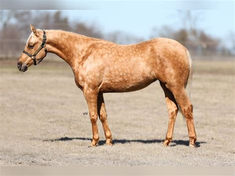 Dappled Palomino Quarter Horse