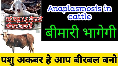 Anaplasmosis In Cattle Youtube