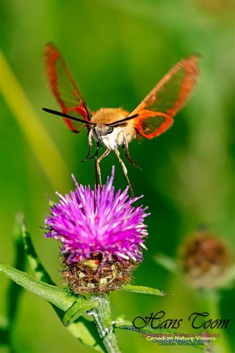 Canadian Nature Visions Hummingbird Clearwing Moth